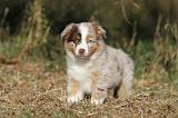 BERGER AUSTRALIEN PUPPIES 217